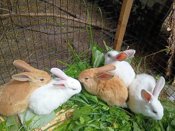 Purebred Continental & Flemish Rabbits for sale 1