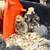 Silkie chicks 1 thumbnail