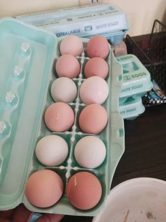 Fresh eggs 1