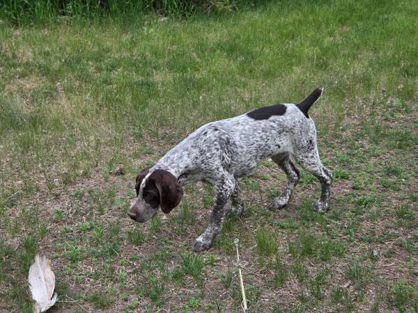 Re-homing German Shorthair Pointer (Brookings, SD)