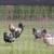 Hens 1 thumbnail
