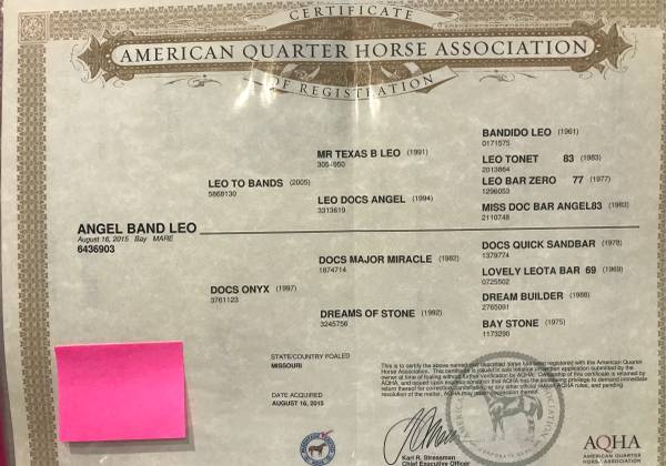 Gorgeous Bay Broodmare -Horse 1