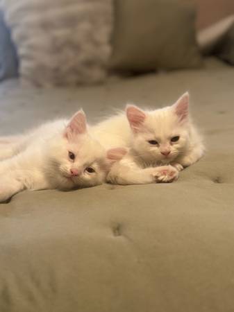 Gatos Persa/Himalaya (McAllen)64148953290113121