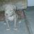 Pitbull xl rednose fawn puppies 8 thumbnail