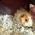Super cute baby Abyssinian guinea pig! - $45 (Arcadia, CA) 4 thumbnail