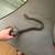 Super dwarf Kalatoa (TK Line) poss het. Anery reticulated python 2 thumbnail