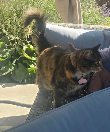 Gato atigrado perdido (área de Meadow Springs)63469809140225122