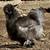Silkie hatching eggs 1 thumbnail