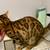Purebred Bengal Cat 3 thumbnail