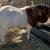 Boer goat 1 thumbnail