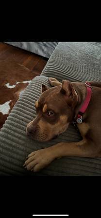 Rehoming xl pitbull (Oceanside)63894602708099120
