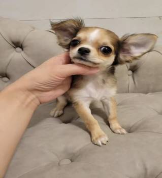 great with friendly Chihuahua puppies 1