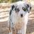 mini australian shepherd puppies 12 thumbnail