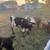Jersey Steer 3 thumbnail