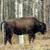 2025 Bison Calves for Sale 2 thumbnail