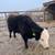 Black baldy heifer 1 thumbnail