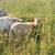 Ewe Lamb 2 thumbnail