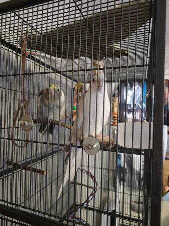 2 cockatiels, bird cage, playground, stands, and supplies (Council Bluffs)63670824124035124