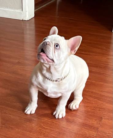 French bulldog Hombre 1