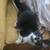 Ragdoll mix kitties 9 thumbnail