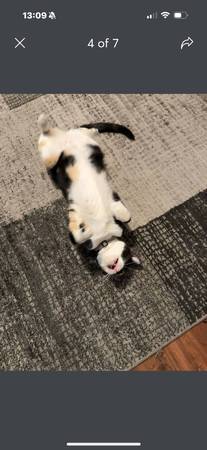 Gata Calico hembra de 3 años (Port St Lucie)63667812793857121