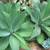 SALE foxtail agave 1 thumbnail