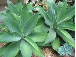 SALE foxtail agave 1