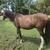 Mustang gelding 4 thumbnail