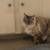 Re-homing adorable cat 2 thumbnail