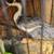 Ducks Drakes 5 thumbnail