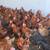 CHICKENS,HENS, GALLOS LISTOS PARA EL CARNICERO 3 thumbnail