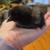 Easter Egger Chicks 4 thumbnail