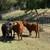 Polled Red Dexter Heifer Available 9 thumbnail