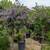 Solanum Patio Tree 14 thumbnail