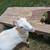Mini Lamanchas -herd reduction 7 thumbnail