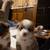 MINI AUSSIE PUPS 1 thumbnail