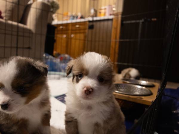 MINI AUSSIE PUPS 1