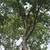 Antonio Tree Service Omaha 17 thumbnail