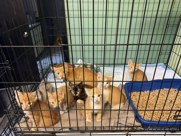Cats looking for good homes (Mt Vernon IL)63688376565633121