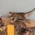 Kittens 5 thumbnail