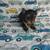Yorkie pups available 3 thumbnail