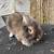 Gray/brown lionhead 1 thumbnail