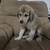 Puppies 12 thumbnail