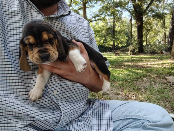 Basset Hound Puppies (Loranger)63904507868034122