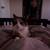 Free fixed cats 4 thumbnail