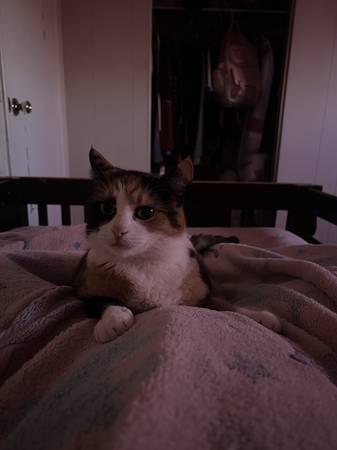 Free fixed cats (Indio)63658067340547123