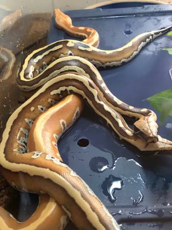Serpiente Blood Python mascotas reptiles (Los Ángeles)63893601271299122
