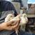 Leghorn chicks 2 thumbnail