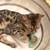 Bengal kitten available for adoption 2 thumbnail