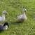 Ducks 2 thumbnail